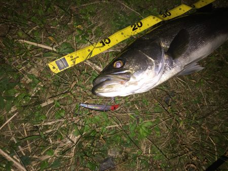やっと満足の１本